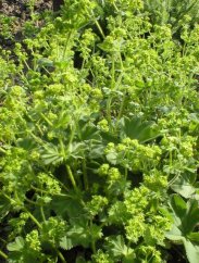 Alchemilka obyčajná (Alchemilla vulgaris)