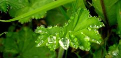 Alchemilka obyčajná (Alchemilla vulgaris)